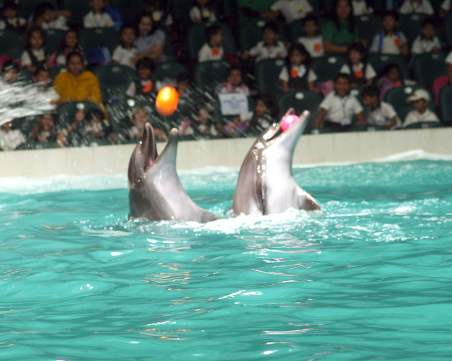 Dolphinarium